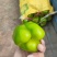 精品黄皮园椒