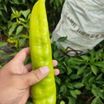 大盆精品辣椒大量有货