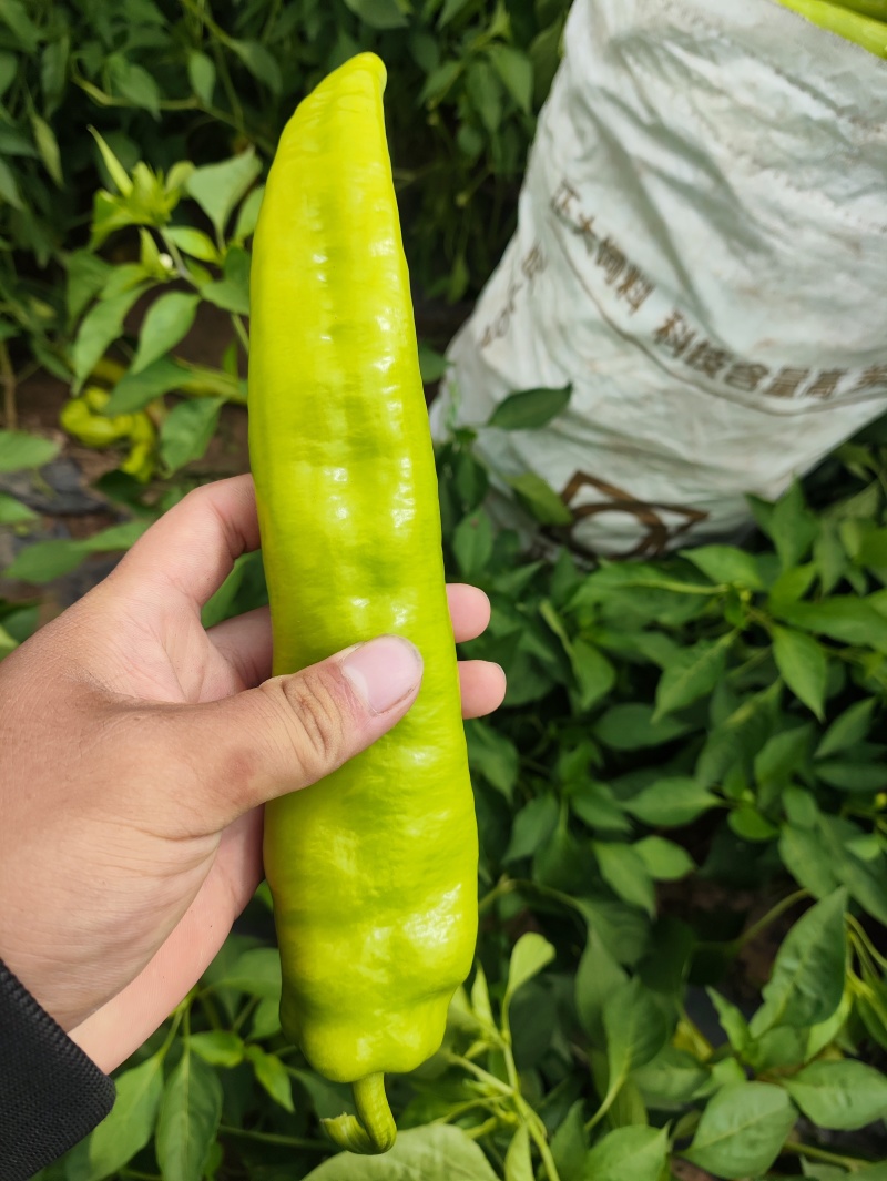大盆精品辣椒大量有货