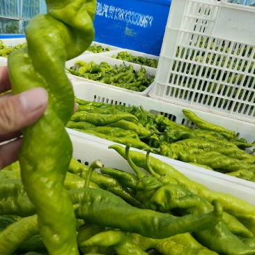 精品螺丝椒