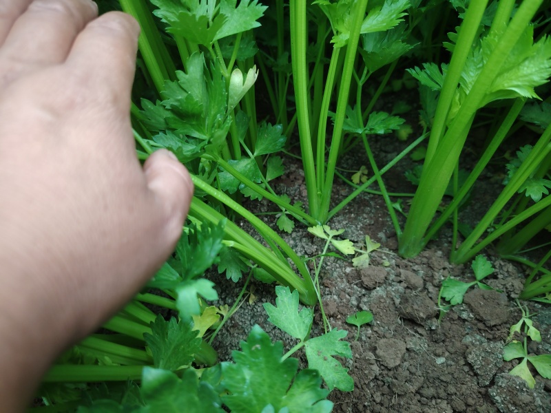 香芹