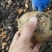 大西洋土豆今年刚刚下来的货