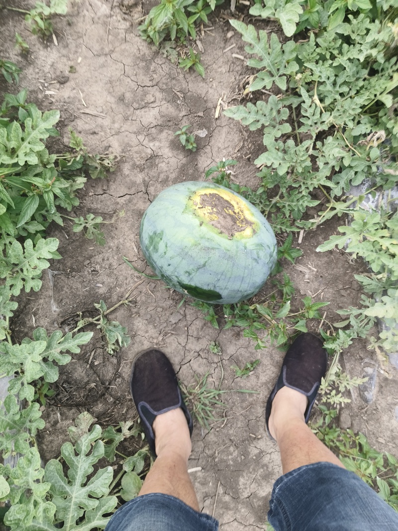 黑皮甜王，甘地一号无籽西瓜/东北西瓜/产地货源/全国代办发货