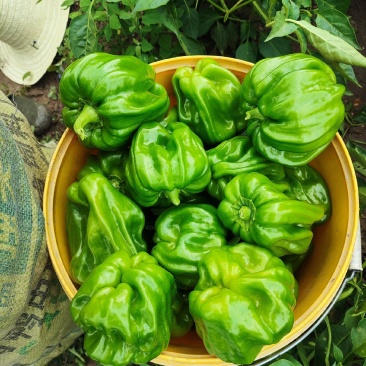 陆地精品大麻椒