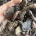 《傲宇药材》生地货干净无杂质实拍视频