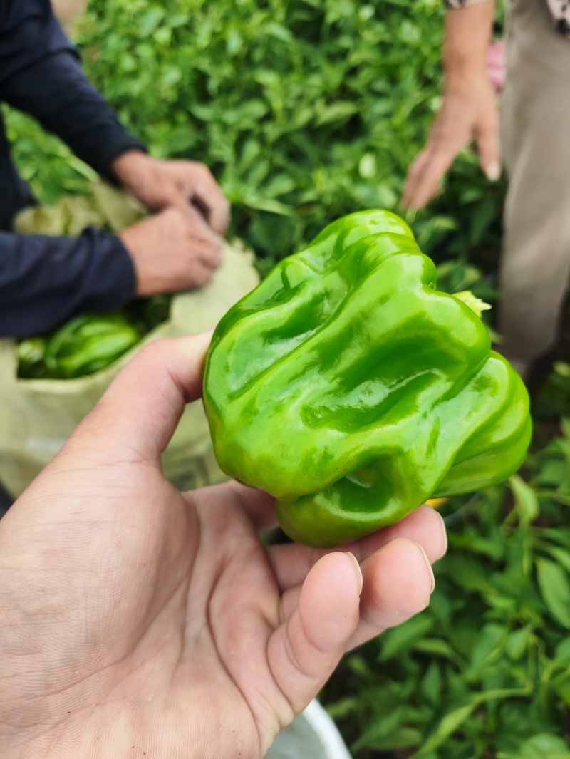 陆地精品大麻椒