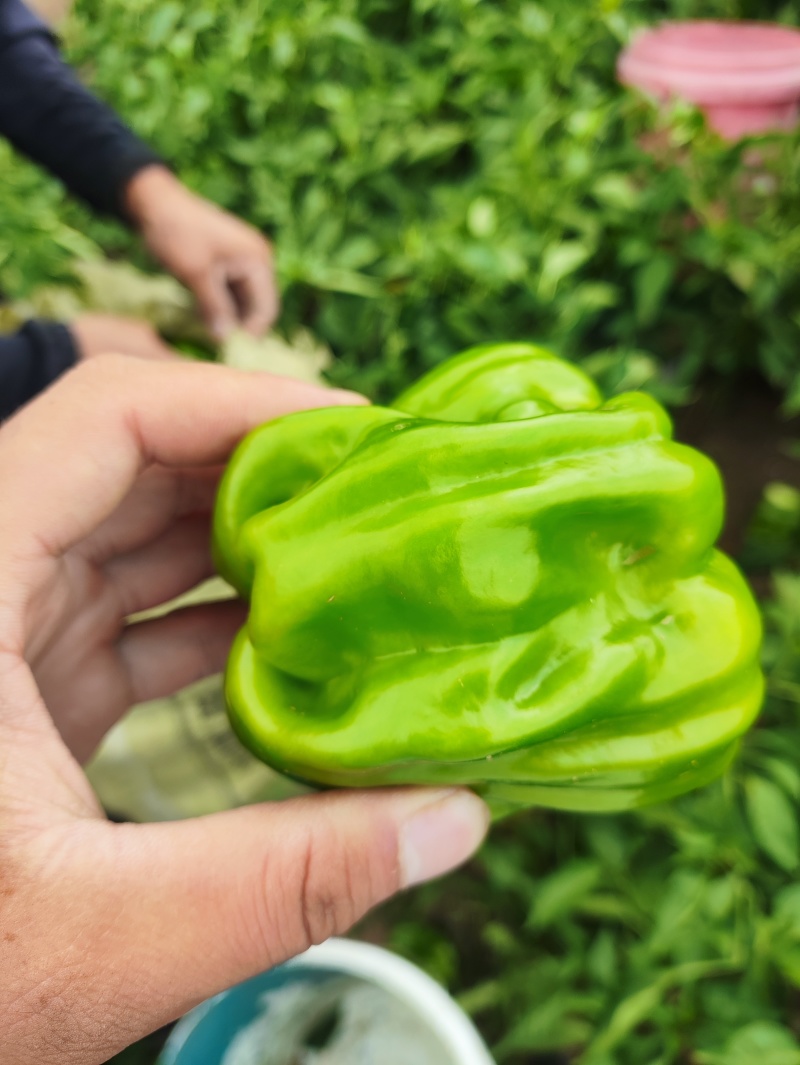 陆地精品大麻椒