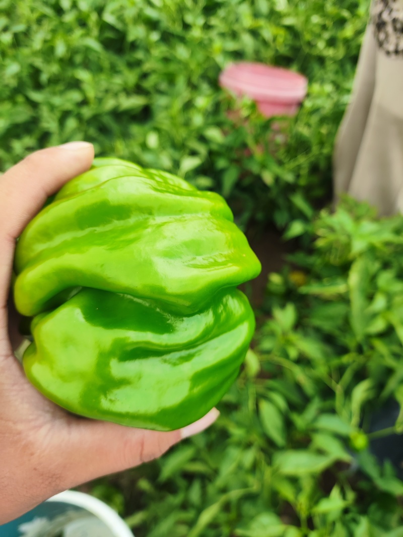 陆地精品大麻椒