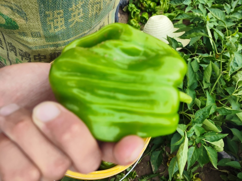 陆地精品大麻椒