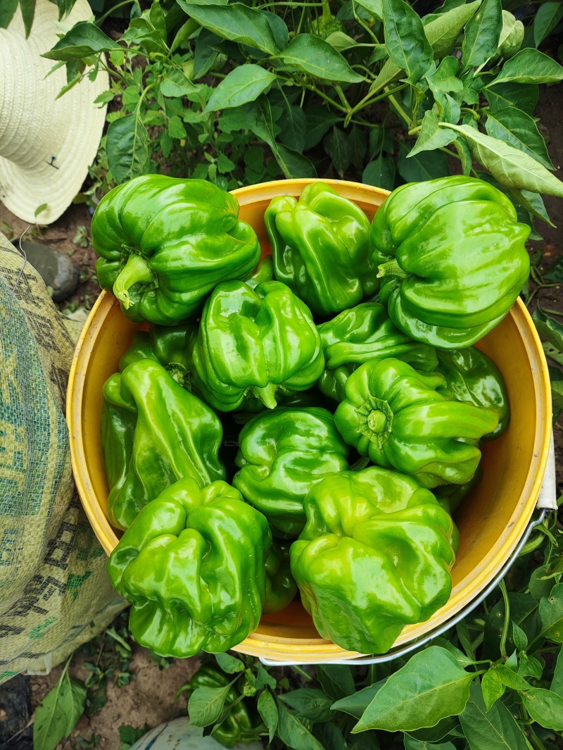 陆地精品大麻椒