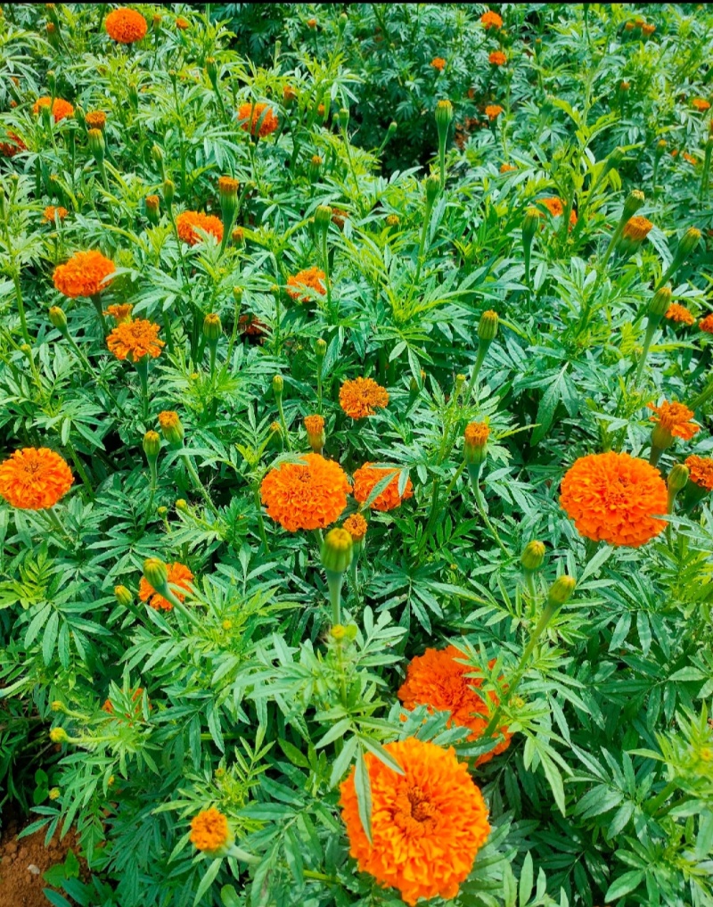 万寿菊，提炼精油
