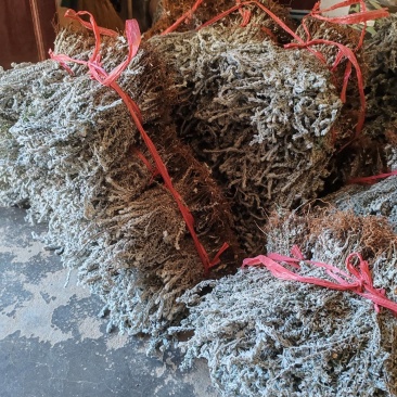 鹿茸草，六月霜，沙氏鹿茸草