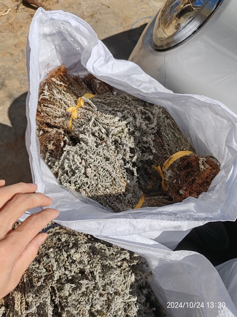 鹿茸草，六月霜，沙氏鹿茸草
