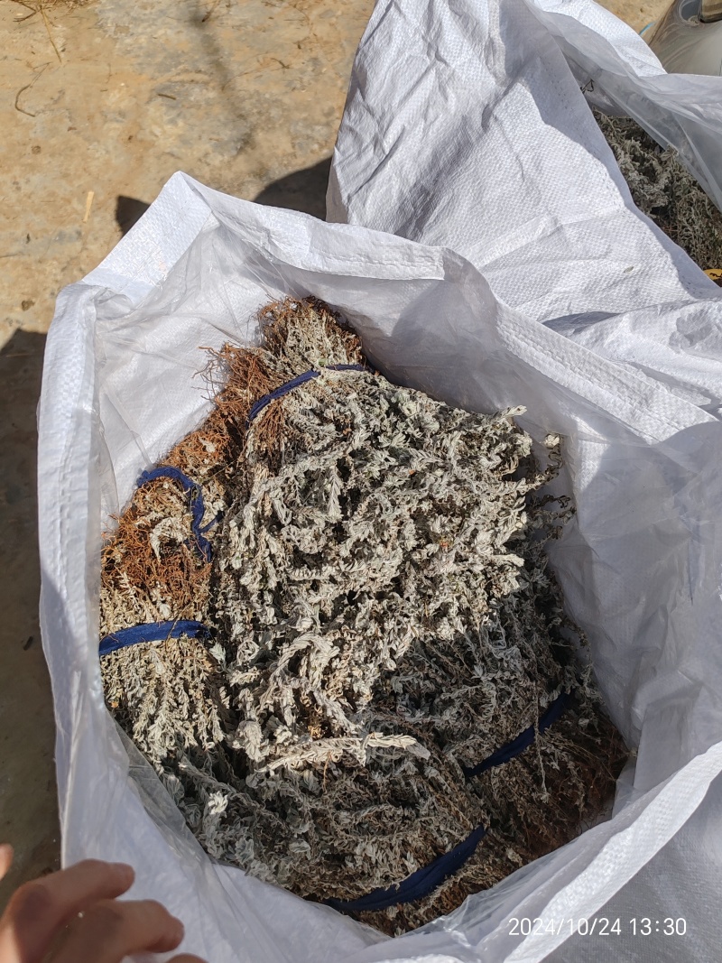 鹿茸草，六月霜，沙氏鹿茸草