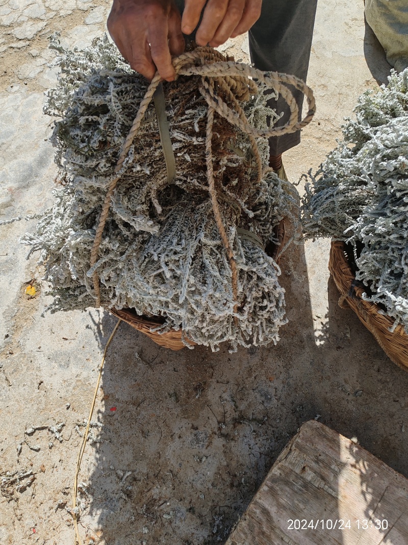 鹿茸草，六月霜，沙氏鹿茸草