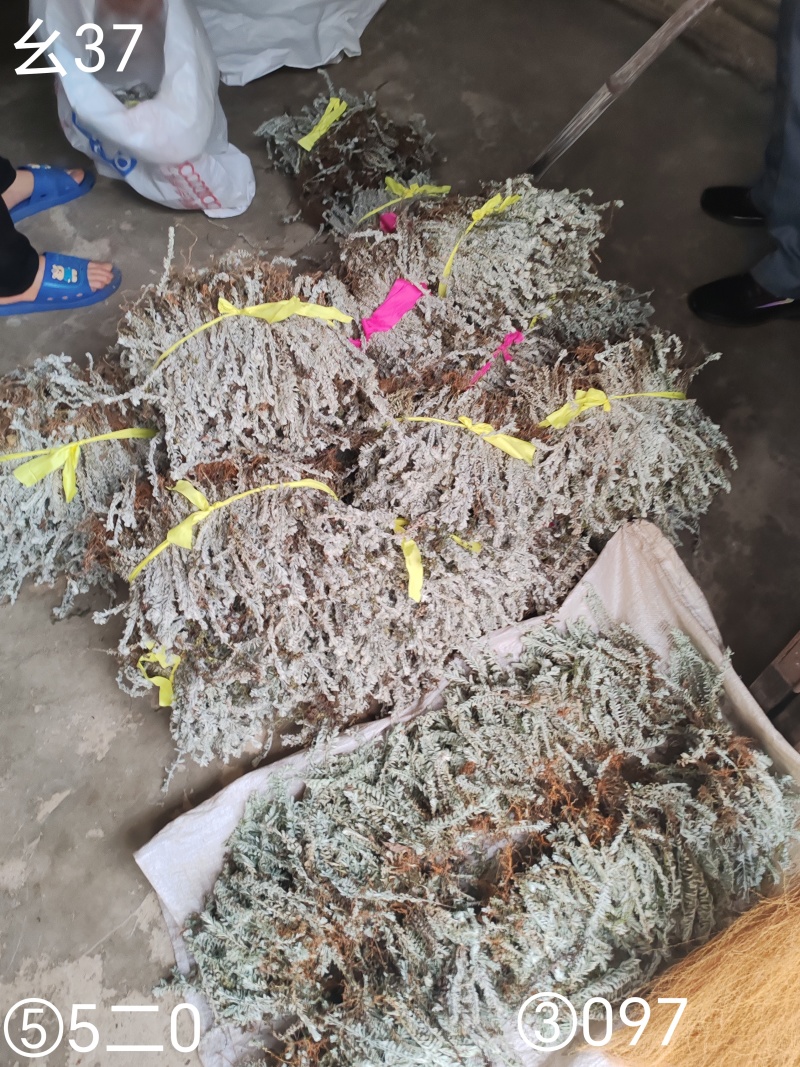 鹿茸草，六月霜，沙氏鹿茸草