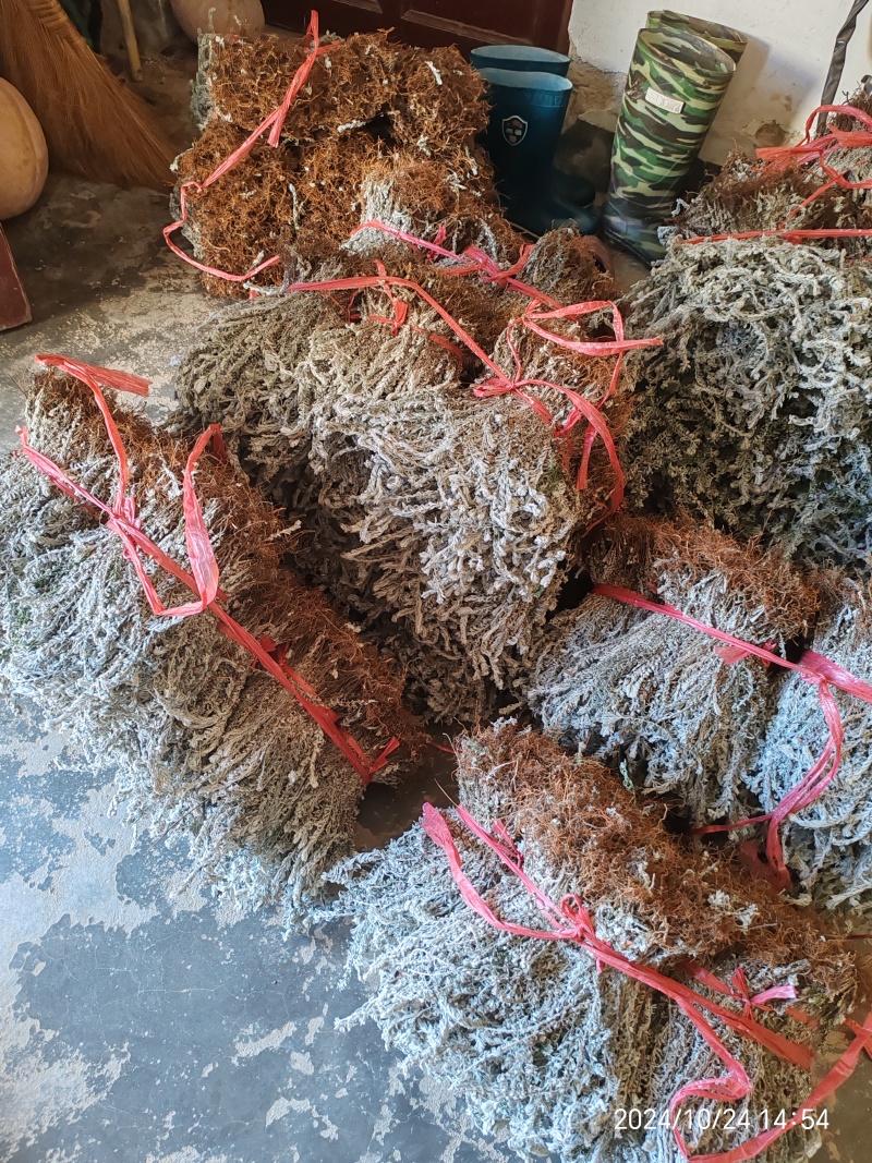 鹿茸草，六月霜，沙氏鹿茸草