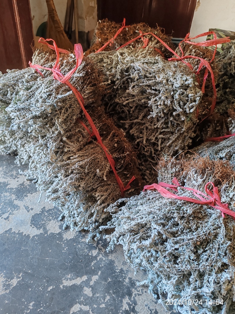 鹿茸草，六月霜，沙氏鹿茸草