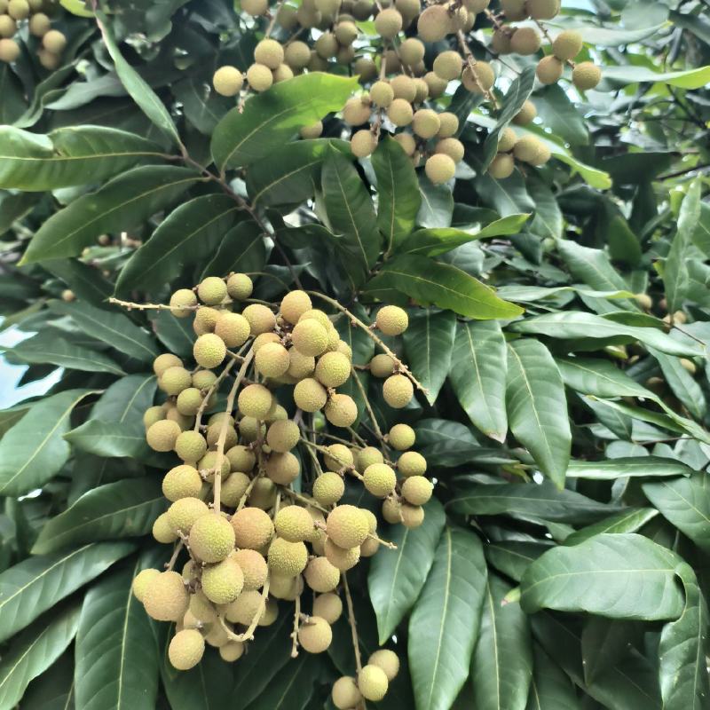 吾乡龙眼，得天独厚。品种优良，石峡巨良。果肉晶莹，甘甜