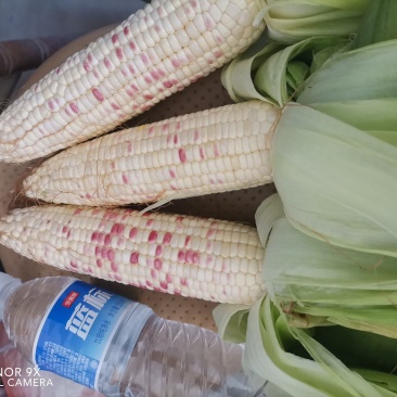 彩糯玉米开始销售。品种是天贵糯502