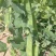 金蔬1号食荚大菜豌种子抗病高产软荚豌豆角荷兰豆农家菜园