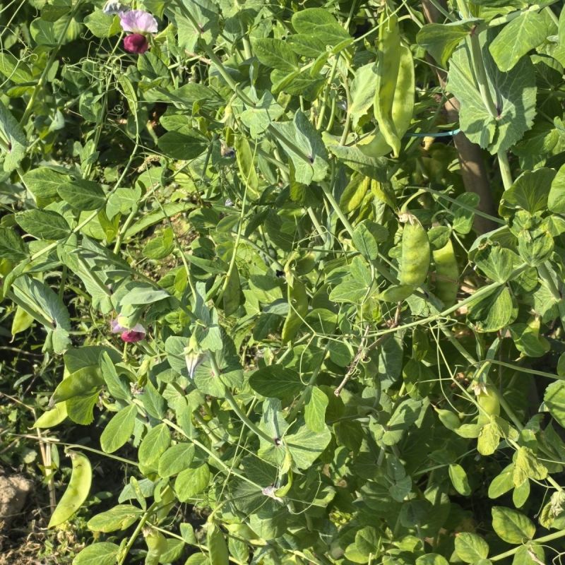 金蔬1号食荚大菜豌种子抗病高产软荚豌豆角荷兰豆农家菜园