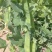 金蔬1号食荚大菜豌种子抗病高产软荚豌豆角荷兰豆农家菜园