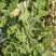 金蔬1号食荚大菜豌种子抗病高产软荚豌豆角荷兰豆农家菜园
