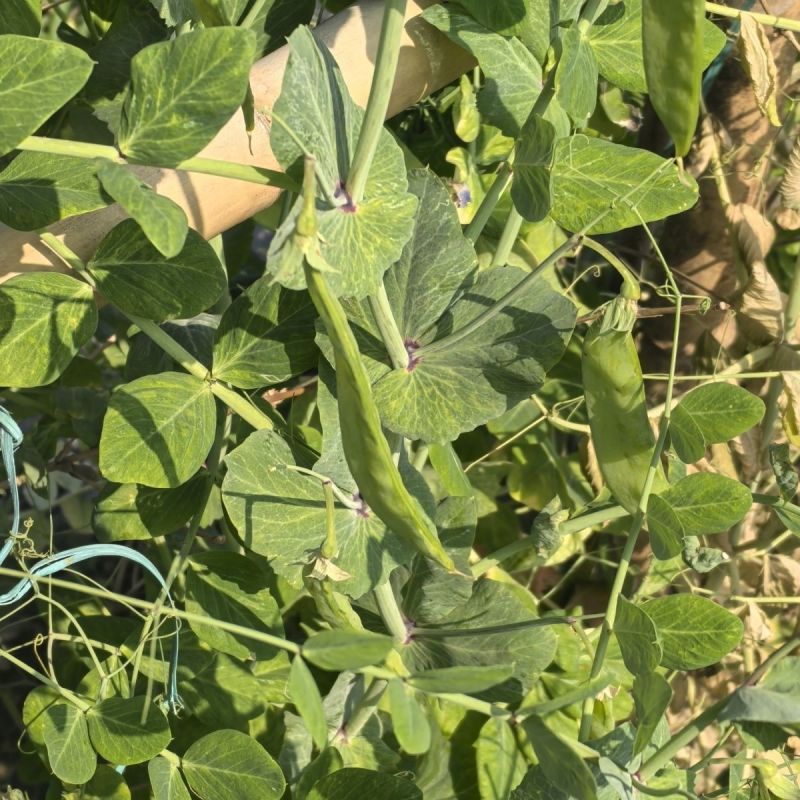 金蔬1号食荚大菜豌种子抗病高产软荚豌豆角荷兰豆农家菜园