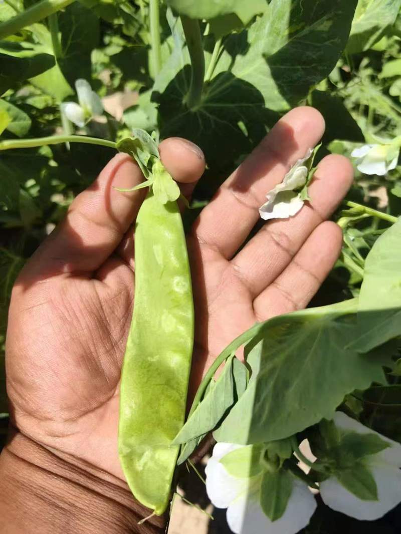 金蔬1号食荚大菜豌种子抗病高产软荚豌豆角荷兰豆农家菜园