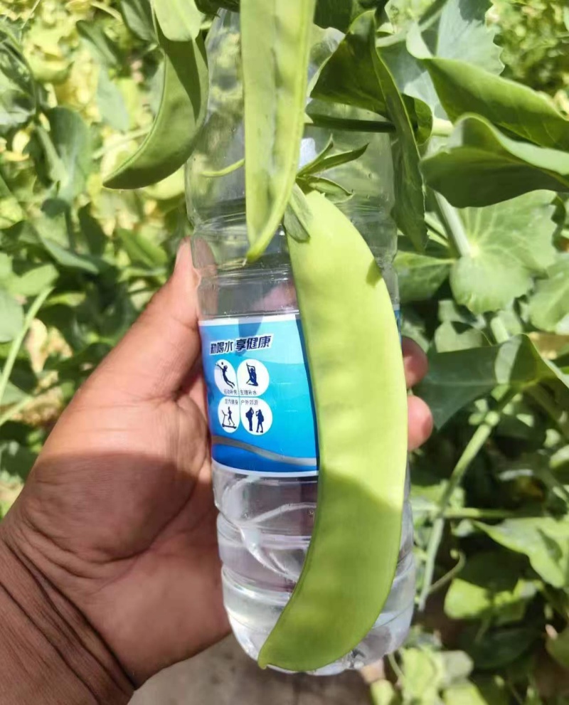 金蔬1号食荚大菜豌种子抗病高产软荚豌豆角荷兰豆农家菜园