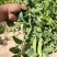 金蔬1号食荚大菜豌种子抗病高产软荚豌豆角荷兰豆农家菜园