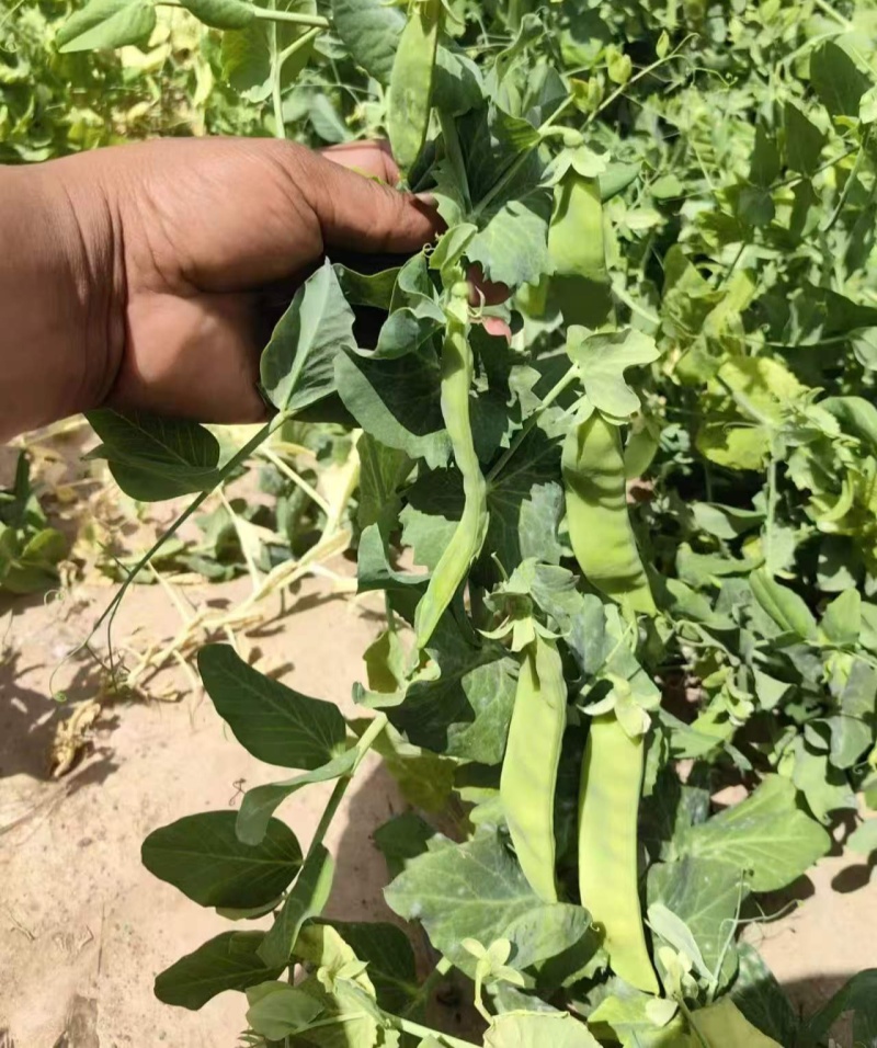 金蔬1号食荚大菜豌种子抗病高产软荚豌豆角荷兰豆农家菜园