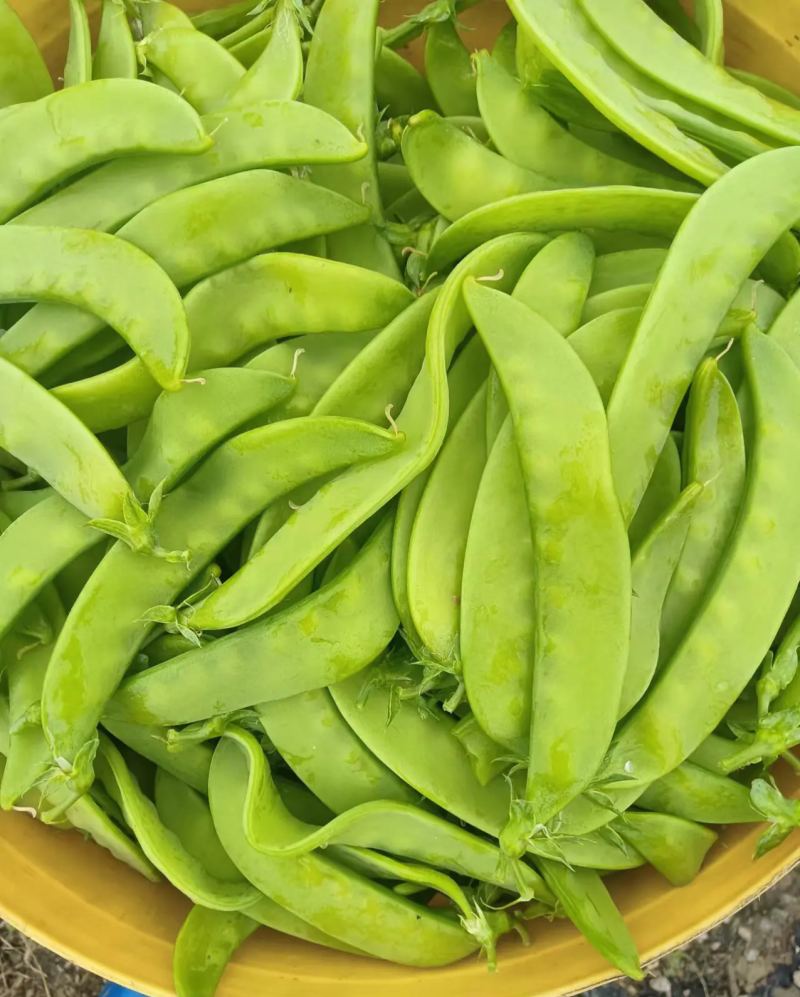 金蔬1号食荚大菜豌种子抗病高产软荚豌豆角荷兰豆农家菜园