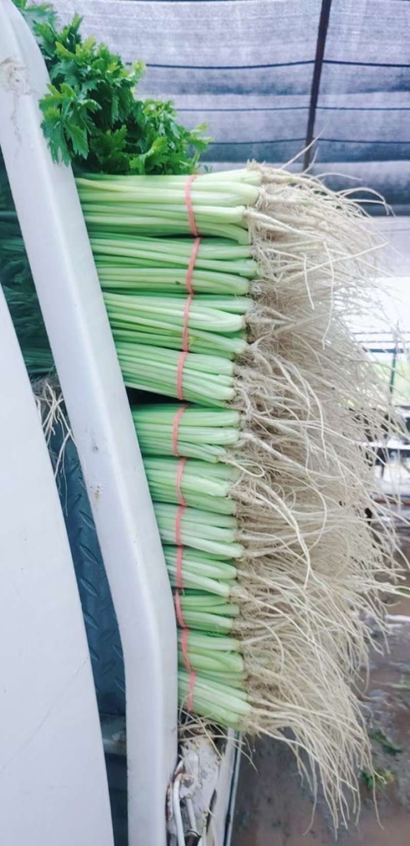 宁夏精品香芹