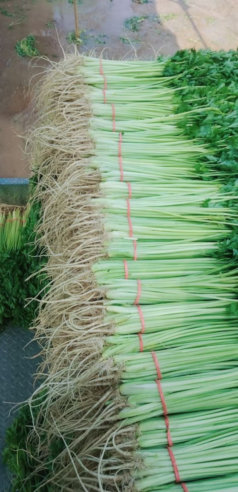 宁夏精品香芹