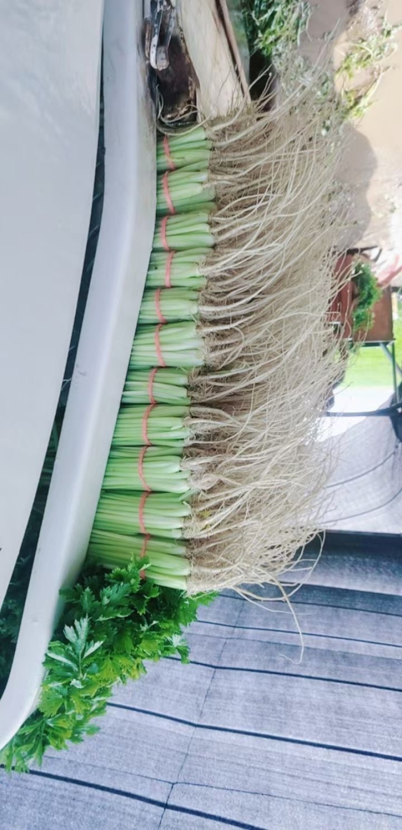 宁夏精品香芹