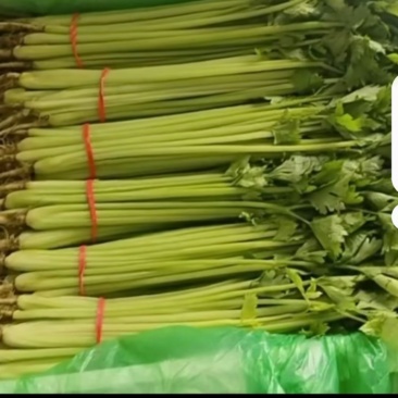 宁夏精品香芹