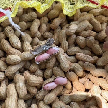 沙地精品鲜花生，源头货源，现采现发，全国发货