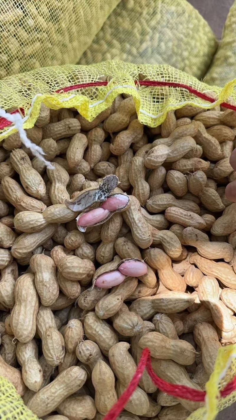 沙地精品鲜花生，源头货源，现采现发，全国发货