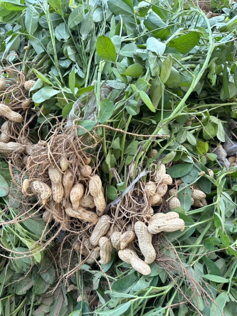 沙地精品鲜花生，源头货源，现采现发，全国发货