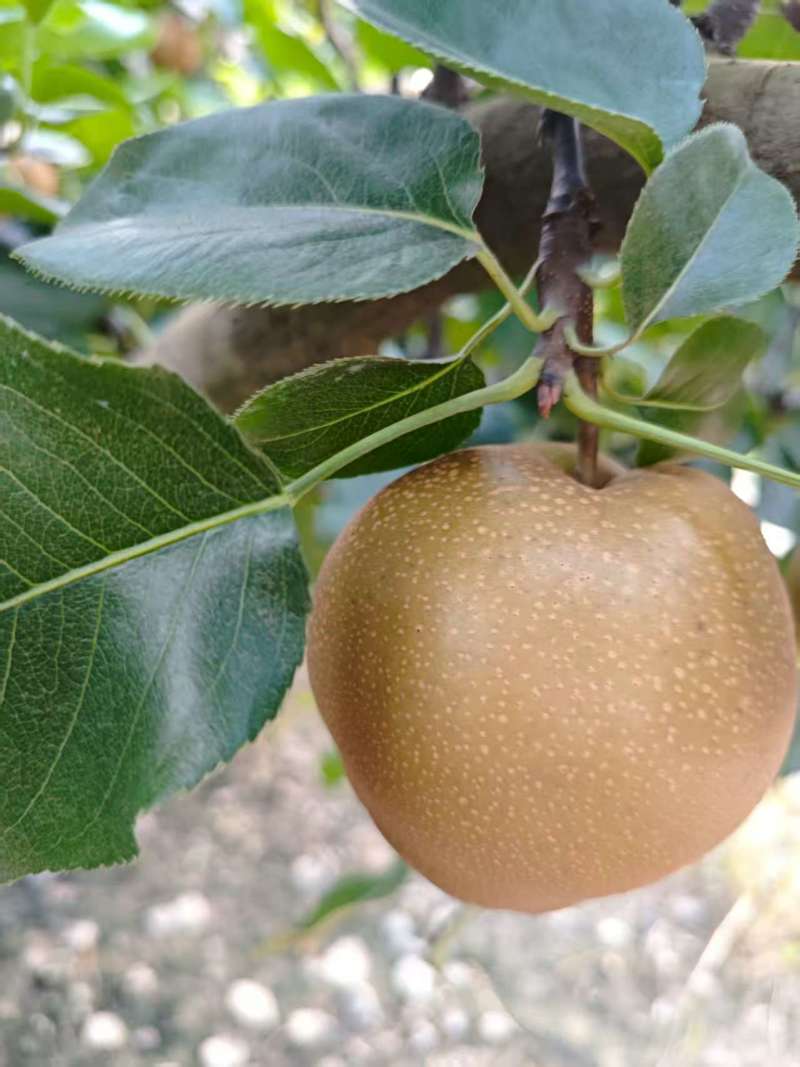 精品黄花梨