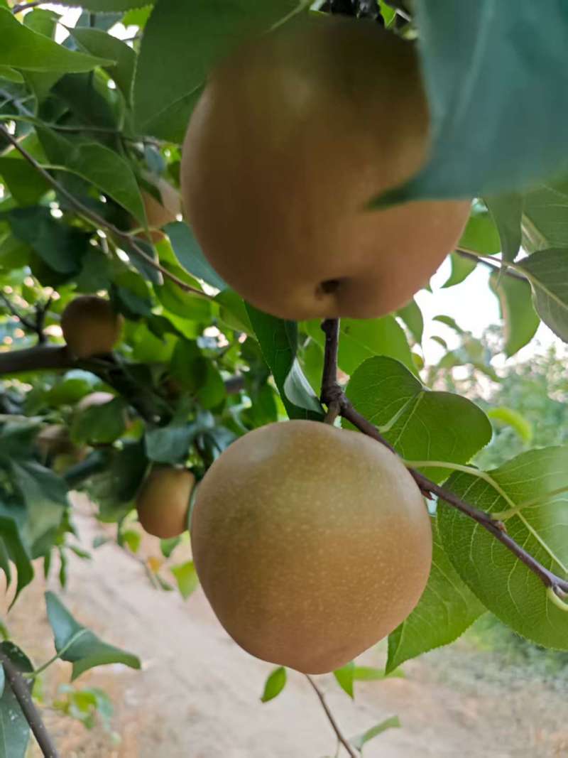 精品黄花梨