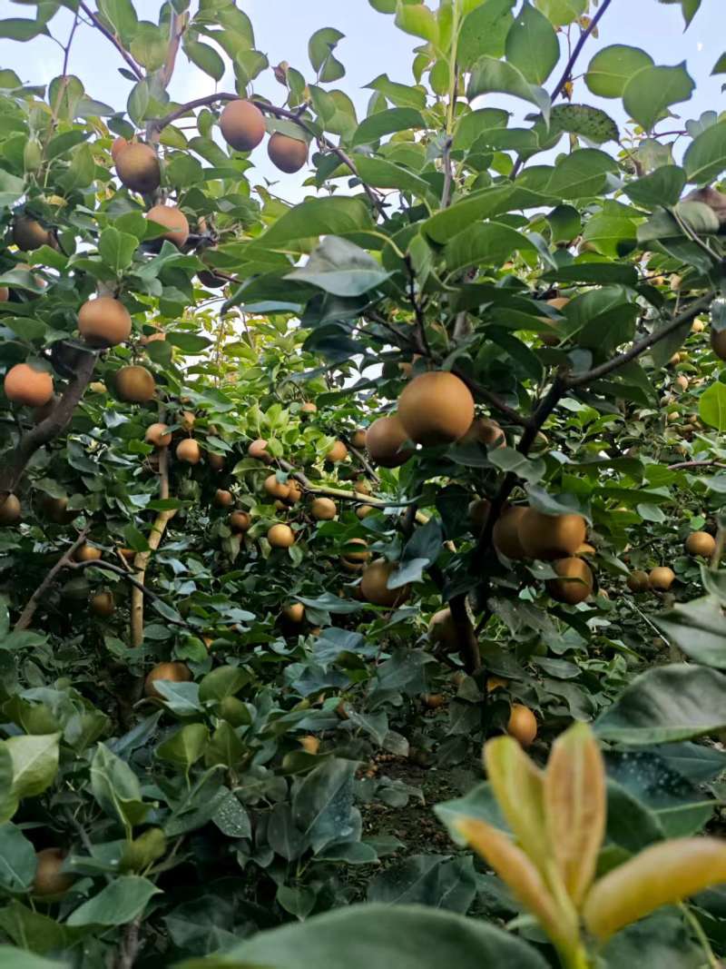 精品黄花梨