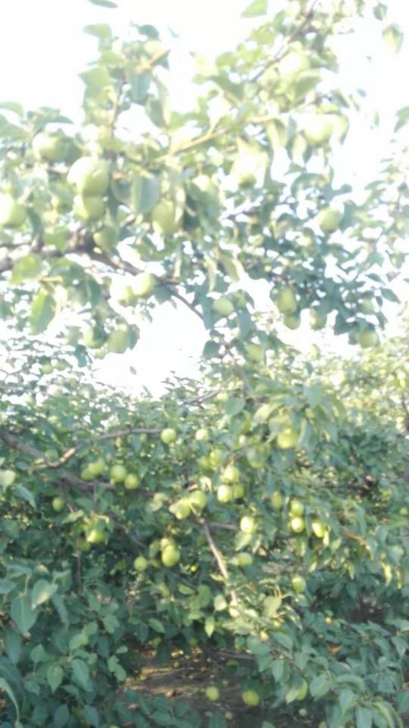 优质早酥梨