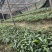 益智苗