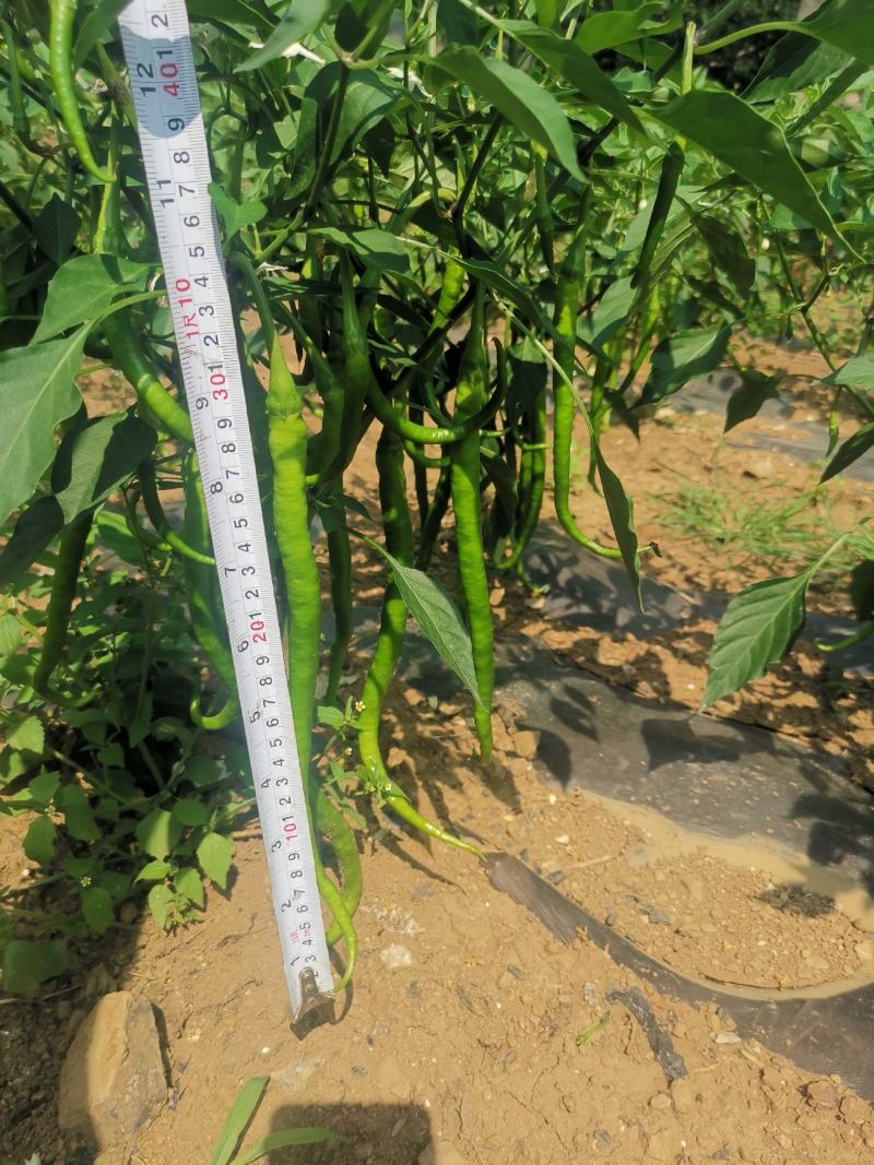 8号线椒（苏润一号）***********