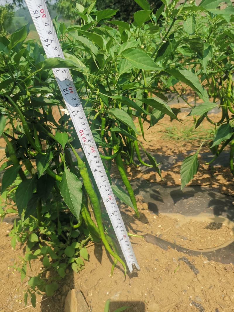 8号线椒（苏润一号）***********