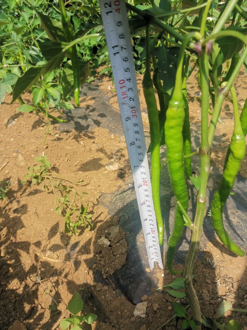 8号线椒（苏润一号）***********