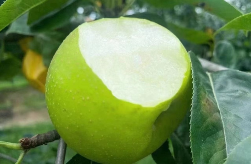黄冠梨